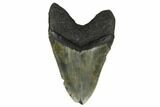 Huge, Fossil Megalodon Tooth - North Carolina #172574-2